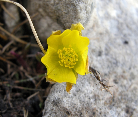 Ranunculus brevifolius